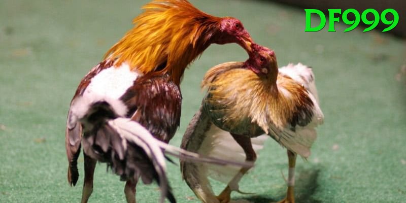 Đá Gà Trực Tiếp - df999 - Game online