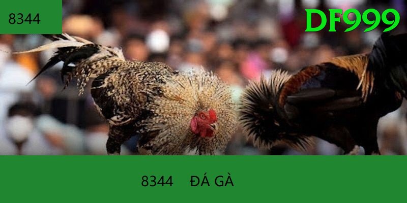 Đá Gà Trực Tiếp - Ưu đãi đặc biệt - Game giải đố