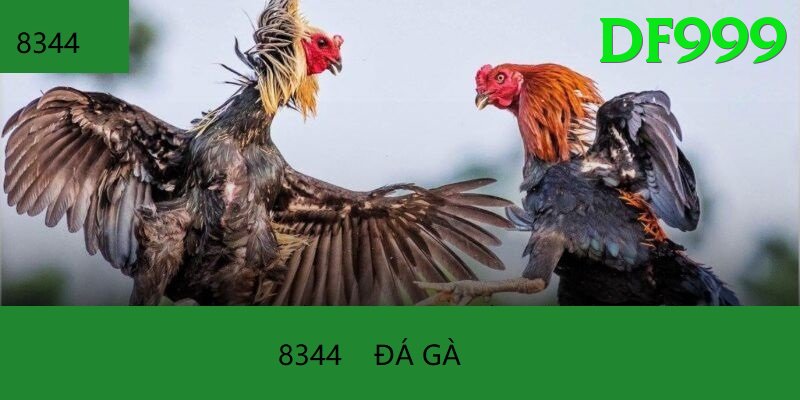 Đá Gà Trực Tiếp - Trải nghiệm tuyệt vời - Tài khoản